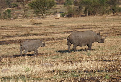 Black Rhinos, Everybody Else, Tanzania 2016 - Mara River